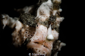 F A C E
Warty frogfish (Antennarius maculatus)
Anilao, ... by Irwin Ang 